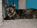 Adopt Autumn a Tortoiseshell Domestic Shorthair (short coat) cat in Phoenix