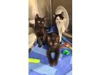 Adopt Lennon a All Black Domestic Shorthair / Domestic Shorthair / Mixed cat in