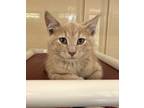 Adopt Richie a Tan or Fawn Domestic Shorthair / Domestic Shorthair / Mixed cat