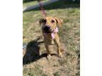 Adopt Piglet a Mountain Cur dog in Dickson, TN (38644937)