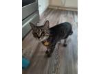 Adopt Tito a Gray, Blue or Silver Tabby Tabby / Mixed (short coat) cat in