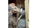 Adopt Gurgle a Gray, Blue or Silver Tabby Domestic Shorthair cat in New York