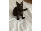 Adopt Storm a All Black Domestic Longhair / Mixed (medium coat) cat in Fort