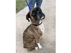 Adopt Jaden a Brindle - with White Boxer / Mixed dog in Austin, TX (38820446)