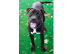 Adopt Jersey a Brown/Chocolate Labrador Retriever / Mixed dog in Marathon