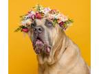 Adopt Lexi a Tan/Yellow/Fawn Cane Corso / Mixed dog in Westampton, NJ (38880569)