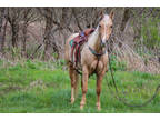 Very Attractive Registered Aqha Palomino Gelding, Smart, Seasoned