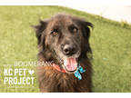 Adopt Boomerang a Black Mixed Breed (Large) / Mixed dog in Kansas City