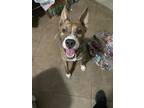 Adopt Rocket a Brindle Basenji / Mixed dog in El Paso, TX (38871042)