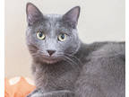 Adopt Nelson (In Foster) a Gray or Blue Domestic Shorthair / Domestic Shorthair