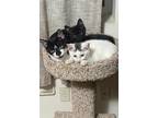 Adopt Three Kittens-Courtesy Listing a Black & White or Tuxedo Domestic