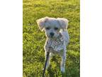 Adopt Baxter a Bichon Frise / Mixed dog in Gig Harbor, WA (38646452)