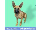 Adopt Mack a Brown/Chocolate Shepherd (Unknown Type) / Mixed dog in Tuscaloosa