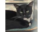 Adopt Gatsby a All Black Domestic Shorthair / Mixed cat in Jefferson City