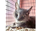 Adopt Ember a Gray or Blue Domestic Shorthair / Domestic Shorthair / Mixed cat