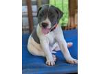 Adopt Fleur a White - with Gray or Silver Labrador Retriever / Mixed dog in