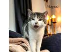 Adopt Magnus a White Domestic Shorthair / Domestic Shorthair / Mixed cat in