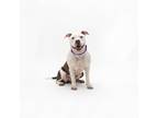 Adopt Tina a White - with Tan, Yellow or Fawn American Pit Bull Terrier / Mixed