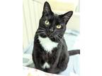 Adopt Harmony a All Black Domestic Shorthair / Domestic Shorthair / Mixed cat in