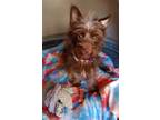 Adopt Sienna a Brown/Chocolate Terrier (Unknown Type, Small) / Mixed dog in Las