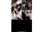 Adopt Jake & Stella a Black & White or Tuxedo Domestic Mediumhair / Mixed cat in