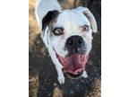 Adopt Yeti a Boxer / Mixed dog in Denver, CO (38820916)