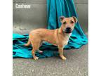 Adopt Cashew a Tan/Yellow/Fawn Carolina Dog / Mountain Cur / Mixed dog in