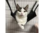Adopt Lobo a White Domestic Shorthair / Mixed cat in Lindenwold, NJ (38645158)