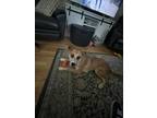 Adopt Onya a Tan/Yellow/Fawn - with White Canaan Dog / Husky / Mixed dog in