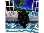 Adopt Fritz a All Black Domestic Shorthair / Mixed cat in Columbus