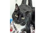 Adopt Dax a All Black Domestic Shorthair / Domestic Shorthair / Mixed cat in