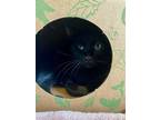 Adopt Chance a All Black Domestic Shorthair / Domestic Shorthair / Mixed cat in