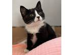 Adopt Butters a Black & White or Tuxedo Domestic Shorthair (short coat) cat in