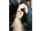Adopt Jelly a Black & White or Tuxedo Domestic Shorthair (short coat) cat in