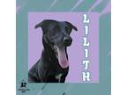 Adopt Lilith a Black Mixed Breed (Medium) / Mixed dog in Ashtabula