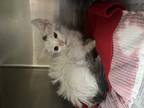 Adopt Ozone a White Domestic Mediumhair (medium coat) cat in Boerne