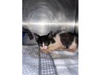 Adopt Dawn a All Black Domestic Shorthair (short coat) cat in Boerne