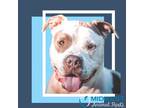 Adopt Jericho a White - with Tan, Yellow or Fawn Pit Bull Terrier / Mixed dog in