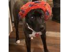 Adopt Lilianna (Lilly) a Brindle Pit Bull Terrier / Labrador Retriever / Mixed