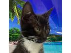 Adopt Jordyn a All Black Domestic Mediumhair / Mixed cat in Columbus