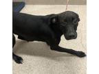 Adopt Aloha a Black Labrador Retriever / Mixed Breed (Large) / Mixed dog in