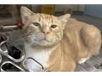 Adopt Monster Energy a Orange or Red Domestic Shorthair / Domestic Shorthair /