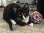 Adopt Benjamin Button a Black & White or Tuxedo American Shorthair (short coat)