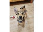 Adopt Teague a Tan/Yellow/Fawn Mixed Breed (Medium) / Mixed dog in Woodstock