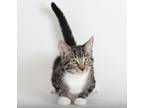 Adopt Rhubarb a Brown Tabby Domestic Shorthair / Mixed (short coat) cat in