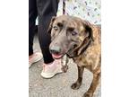 Adopt Watson a Hound (Unknown Type) / American Pit Bull Terrier / Mixed dog in