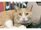 Adopt Johnson a Tan or Fawn Domestic Shorthair / Domestic Shorthair / Mixed cat