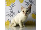 Adopt Miracle a White Domestic Shorthair / Mixed cat in Yuma, AZ (38634130)