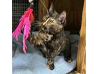 Adopt Cinnamon a Tortoiseshell Domestic Shorthair / Mixed cat in Foley