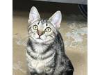 Adopt Chili a Gray or Blue Domestic Shorthair / Mixed cat in Foley